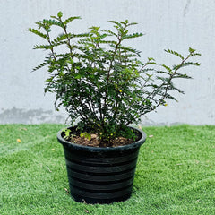 Zanthoxylum Odorum 30 &#8211; 50cm