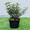 Zanthoxylum Odorum 30 &#8211; 50cm