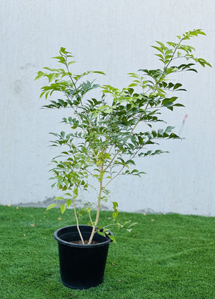 Murraya Paniculata &#8220;Orange or Thai Jasmine&#8221;