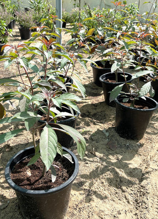 Hamelia patens &#8220;Fire Bush&#8221; 50 &#8211; 70cm Height