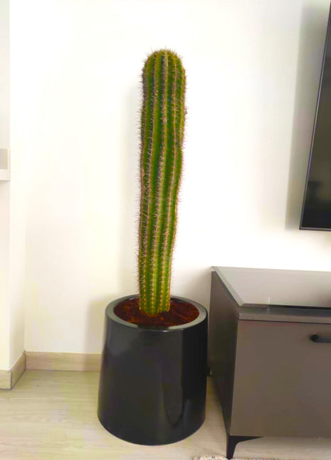 Saguaro cactus