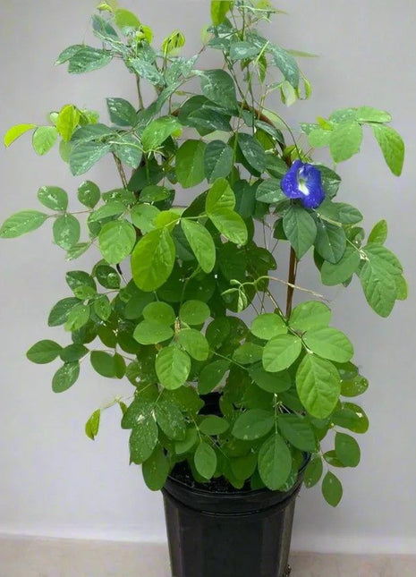 Clitoria ternatea or Butterfly Pea
