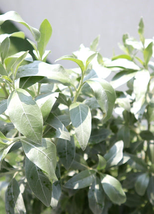 3 Conocarpus erectus Sericeus &#8220;Silver Damas&#8221; 1.0 &#8211; 1.2m in Grp Planter (70-30-30)