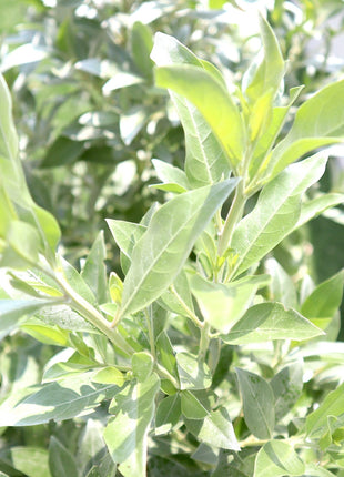 3 Conocarpus erectus Sericeus &#8220;Silver Damas&#8221; 1.0 &#8211; 1.2m in Grp Planter (70-30-30)