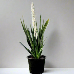 Sansevieria Green Zeylanica &#8220;Bowstring Hemp&#8221; 30-40 cm