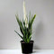 Sansevieria Green Zeylanica &#8220;Bowstring Hemp&#8221; 30-40 cm