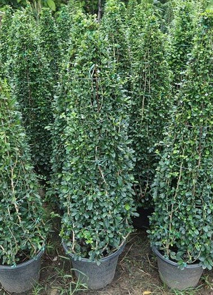 Ehretia Cone Shape &#8220;Ehretia Microphylla&#8221;