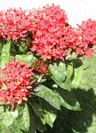 Ixora Coccinea 0.25-0.3m