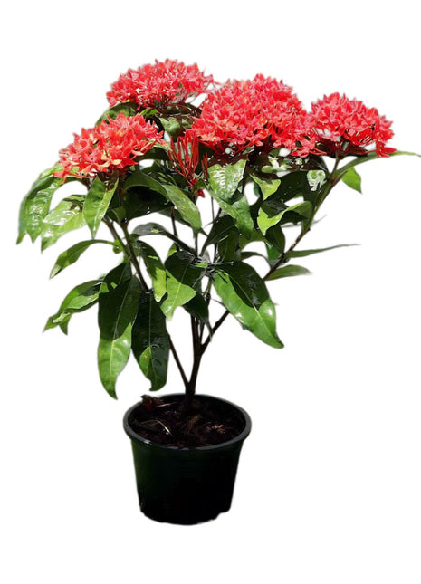 Ixora Coccinea 0.25-0.3m