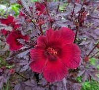 Hibiscus acetosella &#8220;Cranberry or Red Leaved Hibiscus&#8221; 0.4-0.5m