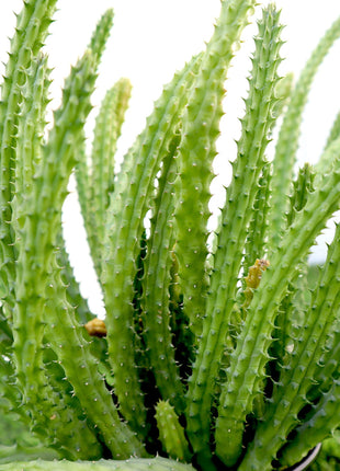 Caralluma Cactus &#8220;Caralluma Adscendens&#8221;0.2-0.3m