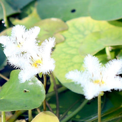 Water Snowflake &#8220;Nymphoides indica&#8221;