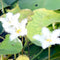 Water Snowflake &#8220;Nymphoides indica&#8221;