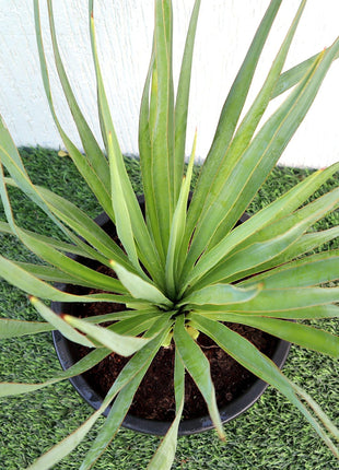 Yucca Gloriosa &#8220;Spanish-dagger&#8221; 0.3-0.4m