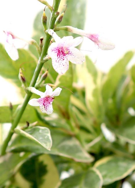 Eranthemum Variegated &#8220;Pseuderanthemum&#8221; 6Ltr pot