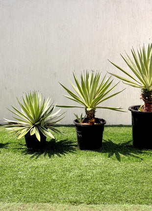 Agave Angustifolia | Caribbean Agave 30 &#8211; 60cm spread