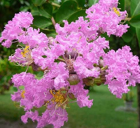 Lagerstroemia indica &#8220;Crape Myrtle&#8221; 1.5-1.8m