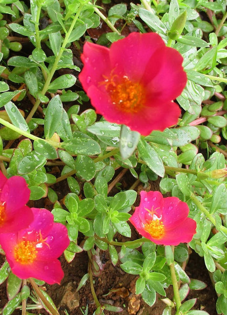 Portulaca Umbraticola | Wingpod purslane| 9cm pot