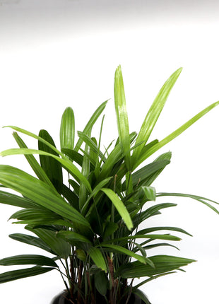 Rhapis Excelsa 30-40cm | Lady Palm | سيدة النخيل | Miniature Fan Palm