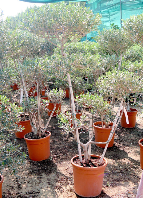 Olive Multihead | Multihead Olea Europea 1.0m-1.2m شجرة زيتون