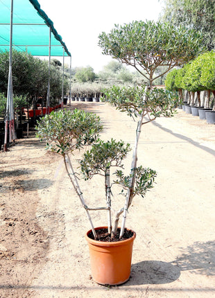 Olive Multihead | Multihead Olea Europea 1.0m-1.2m شجرة زيتون