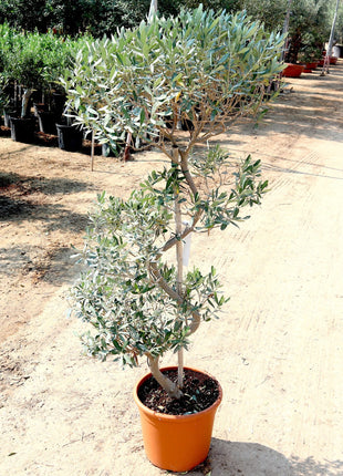 Olive Spiral Shape | Spiral Olea Europea 1.0m-1.2m شجرة زيتون