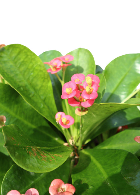 Euphorbia Millii Or Crown of Thorns 25 – 35cm | Cosmoplast Planter