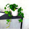 Variegated Hanging Money Plant &#8220;Epipremnum Aureum&#8221;