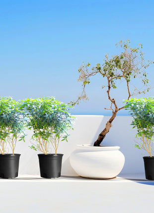 Tabernaemontana  Chinensis | Crepe Jasmine