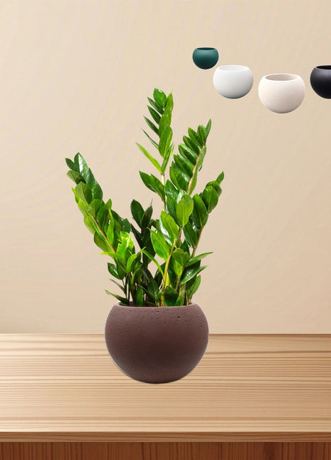 Bowl Succulent Pot
