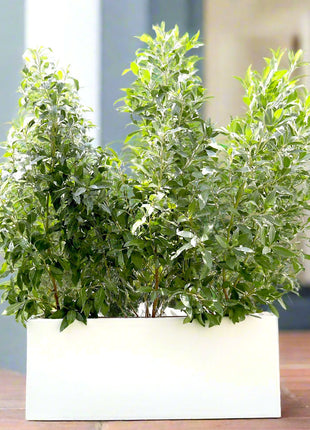 3 Conocarpus erectus Sericeus &#8220;Silver Damas&#8221; 1.0 &#8211; 1.2m in Grp Planter (70-30-30)
