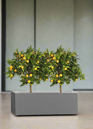 Citrus Mitis (Chinese Orange) Trees Duo in Rectangular GRP Planter  – (100x30x30cm)
