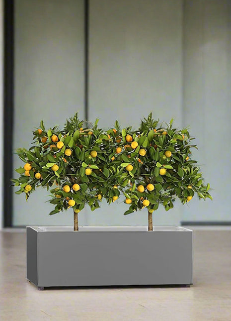 Citrus Mitis (Chinese Orange) Trees Duo in Rectangular GRP Planter  – (100x30x30cm)