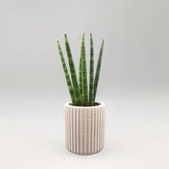 Sansevieria Desertii &#8220;Sansevieria Cylindrica Skyline