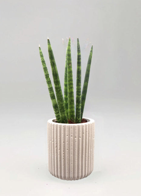 Sansevieria Desertii &#8220;Sansevieria Cylindrica Skyline