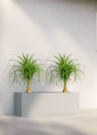 Ponytail Palm Indoor Pair in Rectangular Fiber Glass Planter (GRP) (60x30x30cm)