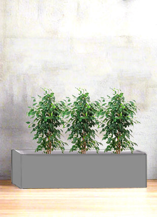 Four Jatropha in Rectangular Fiber Glass Planter (GRP) (70x30x30cm)
