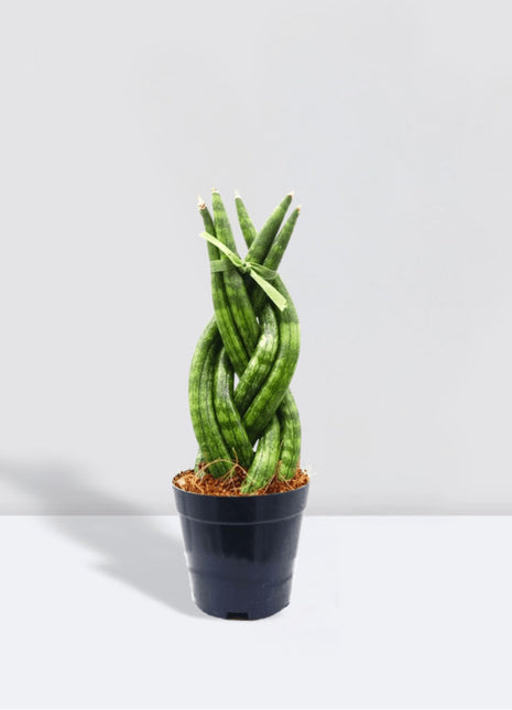 African Spear , Twisted Sansevieria Cylindrica