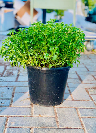 Alternanthera Green