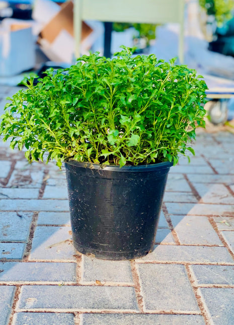 Alternanthera Green