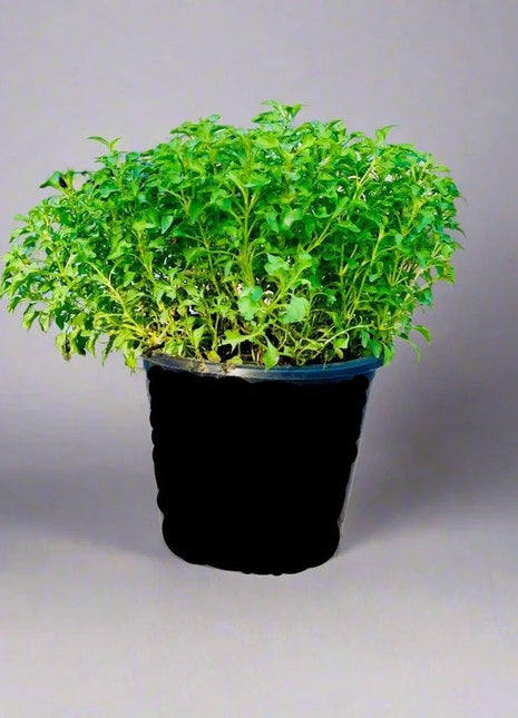 Alternanthera Green