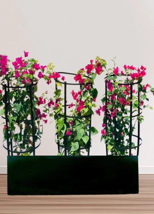 3 Bougainvillea Spectabilis  80 &#8211; 100cm in Grp Planter (100-30-30cm)