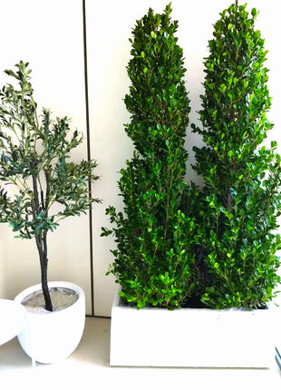 Ficus Cone 1.8- 2m in Fiber Glass Pot (GRP) (100x40x40)