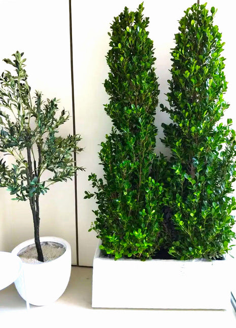 Ficus Cone 1.8- 2m in Fiber Glass Pot (GRP) (100x40x40)