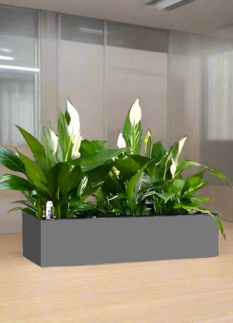 Peace Lily Indoor Trio in Fiber Glass Planter (GRP) (90x30x30cm)