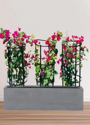 3 Bougainvillea Spectabilis  80 &#8211; 100cm in Grp Planter (100-30-30cm)