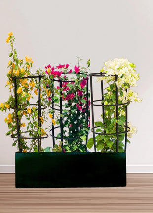 3 Bougainvillea Spectabilis  80 &#8211; 100cm in Grp Planter (100-30-30cm)