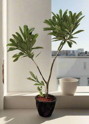 Plumeria Obtusa &#8220;Frangipani, The Temple Tree or Champa&#8221;