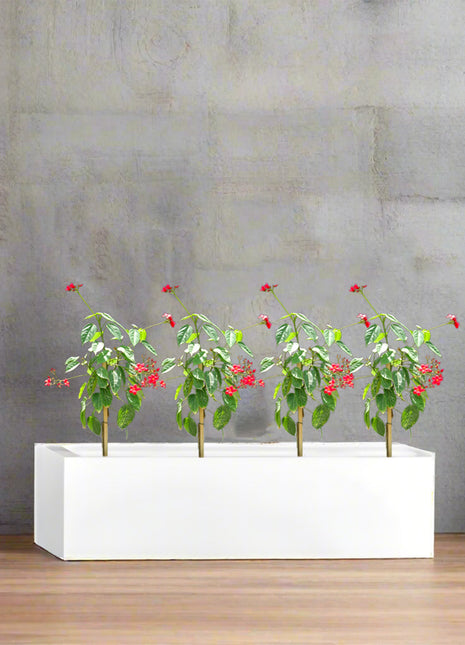 Four Jatropha in Rectangular Fiber Glass Planter (GRP) (70x30x30cm)