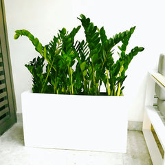 ZZ Plants Indoor in Fiber Glass Pot (GRP) (90-30-50cm)